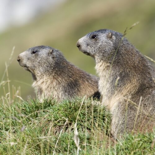 APO_Radames Bionda _marmotta_447 APO_Radames Bionda _marmotta_447