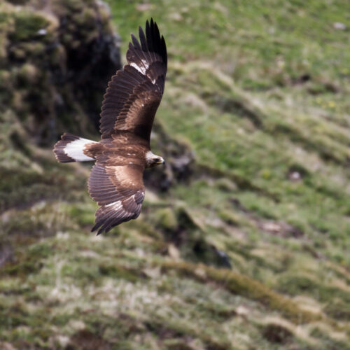 aquila2 aquila2