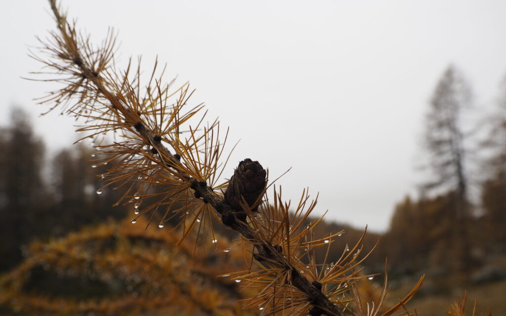 Ambienti Forestali