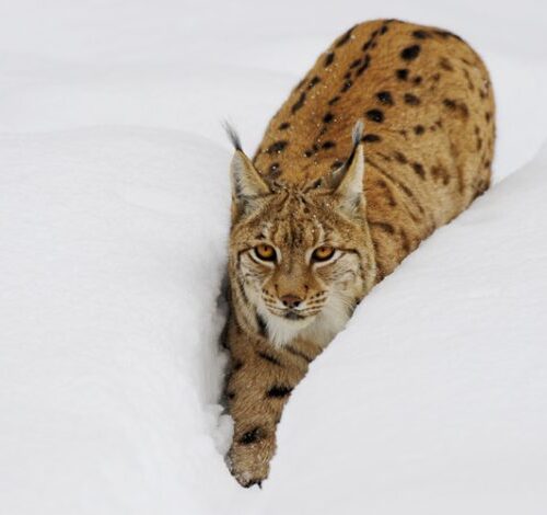 lince neve lince neve