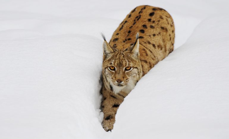 lince neve