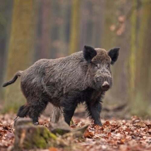 Cinghiale Cinghiale